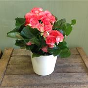 Begonia